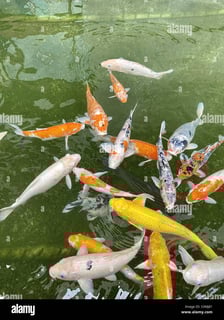Picture of Koi
