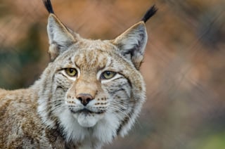 Picture of Lynxes