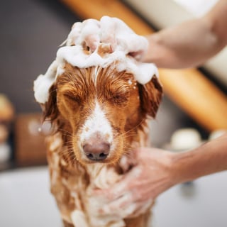 Picture of Dog grooming