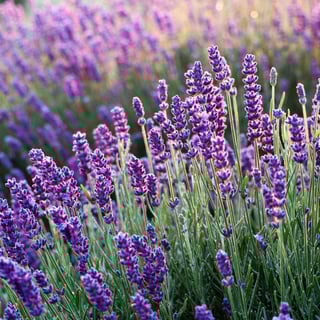 Picture of Lavender