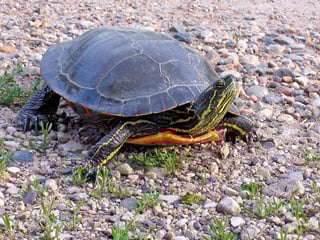 Picture of Painted turtle