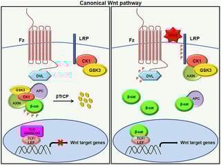 Picture of Wnt signaling pathway