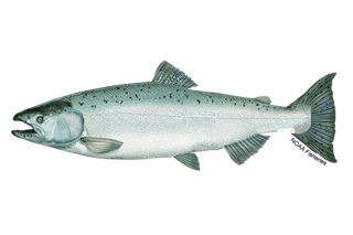 Picture of Chinook salmon