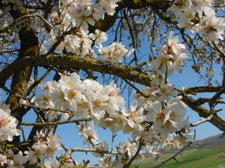 Picture of Tu BiShvat