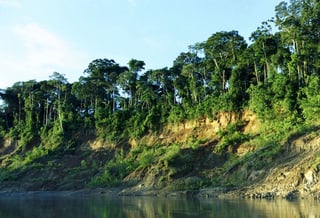 Picture of Manú National Park