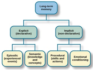 Picture of Long-term memory