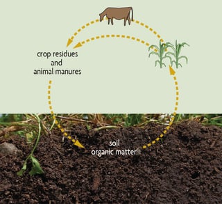 Picture of Organic matter