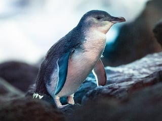 Picture of Little penguin