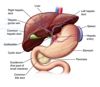 Picture of liver