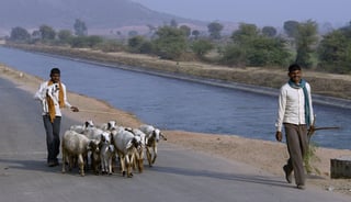 Picture of shepherd