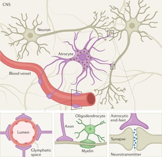Picture of Glial fibrillary acidic protein