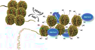 Picture of Histone deacetylase
