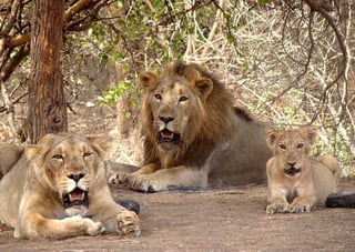 Picture of Gir National Park