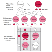 Picture of Mendelian inheritance