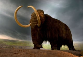 Picture of Mammoth