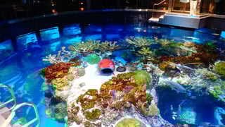 Picture of New England Aquarium