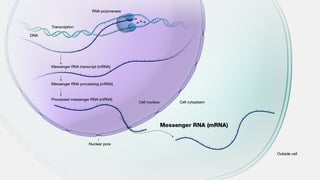 Picture of Messenger RNA