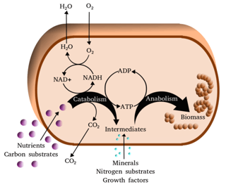 Picture of Metabolism
