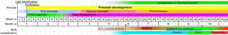 Picture of Fetal viability