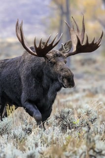 Picture of Moose