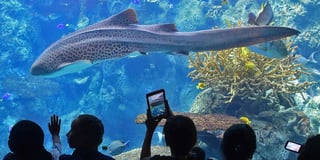 Picture of Aquarium of the Pacific