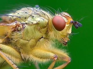 Picture of Macro