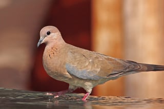 Picture of Dove