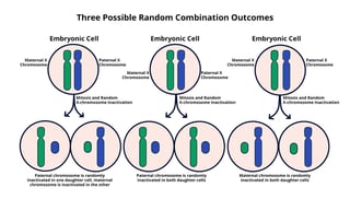 Picture of X-inactivation