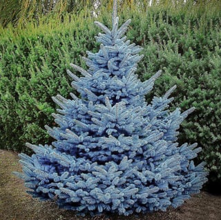 Picture of Blue spruce