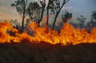 Picture of Bushfires in Australia