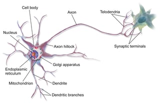 Picture of neuron