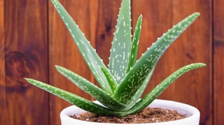 Picture of Aloe vera