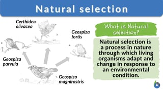 Picture of Natural selection