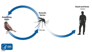 Picture of St. Louis encephalitis