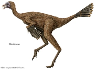 Picture of Oviraptorosaurs