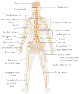 Picture of nerve