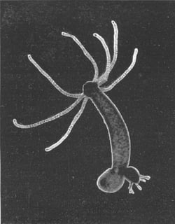 Picture of Hydra