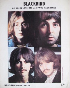 Picture of Blackbird