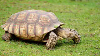 Picture of African spurred tortoise