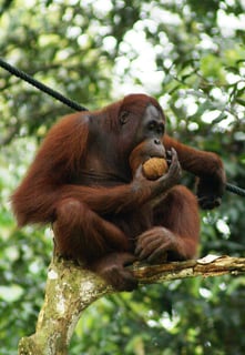 Picture of Orangutans