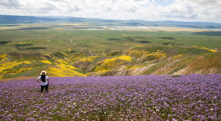 Picture of Carrizo Plain