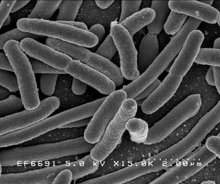 Picture of Organism