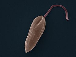 Picture of Leishmania mexicana