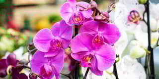 Picture of Orchids