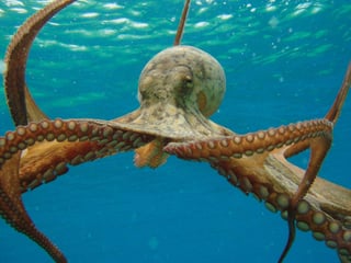 Picture of Octopus