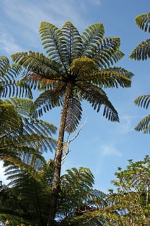 Picture of Cyathea