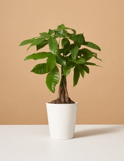 Picture of Plant