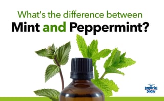 Picture of Peppermint