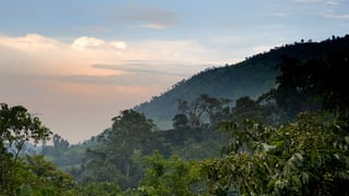 Picture of Bwindi Impenetrable Forest