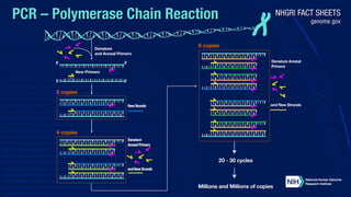Picture of Polymerase chain reaction